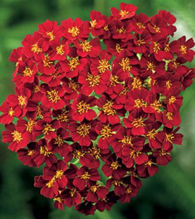 Yarrow Desert Eve™ Red